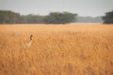 Original Animal Photography From India For Sale | Saatchi Art