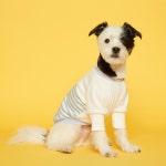 서울스토어 플로트 - 플로트 강아지옷 마린 맨투맨 - 스카이블루