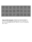 Neat L1 L2 L1 L2 1:21:41:8 dilution Coomassie SYPRO L2 content of initial L1+L2 capsid stocks. A purified p16L1L2 capsid... 