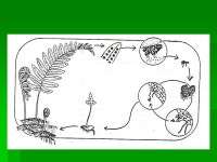 VASCULAR PLANTS: TRACHEOPHYTES FERNS AND FERN ALLIES Club mosses and whisk tails. -  ppt download