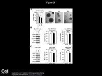 Merlin/NF2 Suppresses Tumorigenesis by Inhibiting the E3 Ubiquitin Ligase CRL4DCAF1 in the Nucleus Wei Li, Liru You, Jonathan... 