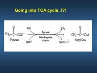 Macronutrient Metabolism Special Topic Special Topic Summer 2013 Summer ppt download