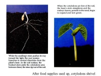 Seed Biology Martha Rosemeyer Farm to Table 14 April ppt download