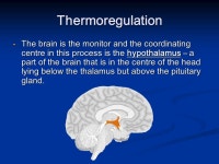 Wiring the nervous system On average, a single neuron: - makes ~1000 contacts - receives ~10000 contacts. -  ppt download