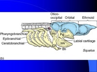 Axial Skeleton - Skull Neurocranium Dermatocranium Splanchnocranium. -  ppt download