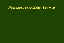 Calycanthus floridus “common sweetshrub” SIZE: Medium shrub HABIT: Upright-rounded. -  ppt download