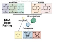 Student goals The student will explain the functions of DNA identify the components of a DNA molecule summarize the events.... 