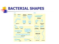 2012 MICROBE MISSION(B/C) 2012 MICROBE MISSION(B/C) KAREN LANCOUR NATIONAL SUPERVISOR National Rules Committee Chairman – Life... 