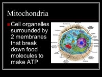 Cell Structure and Parts. Cell Similarities Cells come in many different shapes and sizes and perform a wide variety of functions... 