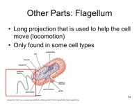 1 LESSON 27: Cell Structures Life Science. 2 Lesson 27 – Cell Structures Click here to view an animation on cell structures... 
