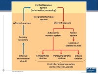 Nervous System: Part IV The Central Nervous System The Brain. -  ppt download