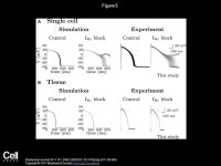 A Multiscale Investigation of Repolarization Variability and Its Role in Cardiac Arrhythmogenesis Esther Pueyo, Alberto Corrias... 