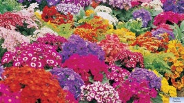 Princes Bridge & Southbank to Port Melbourne. Melbourne GP – Albert Park. -  ppt download