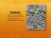 7Ranges Pipestone Plants Your study guide to some of the most common plants found on 7Ranges Scout Reservation for fulfilling... 