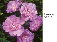 Aka Rose of Sharon, Althea, Hardy Hibiscus, Rose Mallow Origin – Asia National Flower of South Korea Deciduous Up. -  ppt download