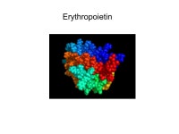 HEMATOPOIETIC AND ANTI- ANEMIA AGENTS February 18, 2014 Thomas M. Guenthner, PhD 407D, MSB ppt download