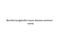 Spirochetes and Misc Bacteria Slackers Facts by Mike Ori. -  ppt download