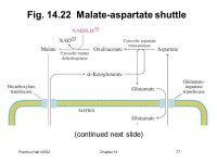 Prentice Hall c2002Chapter 141 Principles of BIOCHEMISTRY Third Edition HORTON MORAN OCHS RAWN SCRIMGEOUR. -  ppt download