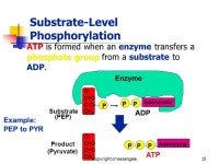 2 Cellular Respiration catabolic, exergonic, oxygen (O 2 ) energy macromolecules (glucose)energy (ATP)water. -  ppt download
