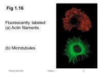 Prentice Hall c2002Chapter 11 Principles of Biochemistry Fourth Edition Chapter 1: Introduction to Biochemistry Copyright © 2006... 