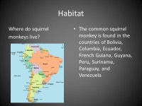 The Amazing Squirrel Monkey By: Kalun White 3 rd Period. -  ppt download