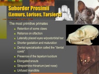 Overview of Living Primates I. Primates as Mammals II. Primate Evolutionary Trends III. Primate Origin Theories IV. Specific... 
