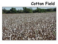 The story of Cleo Cotton begins in Southwest Kansas on a beautiful spring day in April. He was just a cotton seed. Cleo knew his... 