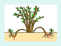 Gardening from 1 st. Principles Roots, Stems, Leaves and Plant Reproduction. - ppt download