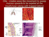 Gas exchange in Mammals. Gas Exchange in Mammals Delivery of O 2 to gas exchange surface (alveoli) and removal of CO 2 from... 