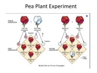 Introduction to Genetics Heredity….. Gregor Mendel Austrian Monk --Discovered a “pattern” while working in the garden PEAS... 