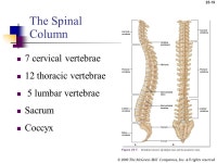 25-1 © 2009 The McGraw-Hill Companies, Inc. All rights reserved Skeletal System Mrs. Northeim Part 1 of 2 Anatomy & Physiology.... 