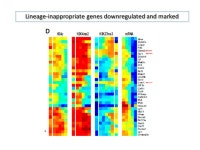 IMM1016: Recent Advances in Immunology October 15, 2012 Michele K. Anderson Sunnybrook Research Institute IMM1016: Recent... 