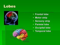 Neuroscience and the Brain. Cerebral Cortex and Hemispheres  Cerebral cortex: outermost layer of the brain  Spread out all the... 