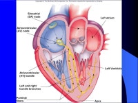 Circulatory System Overall components are blood, blood vessels, and heart Overall function is to transport nutrients, gases... 