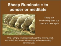 The Good Shepherd John 10:11-18 Who are the Sheep in the Scriptures? All of God’s Children. -  ppt download