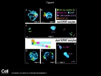 Direct Evidence of a Role for Heterochromatin in Meiotic Chromosome Segregation Abby F. Dernburg, John W. Sedat, R.Scott Hawley... 