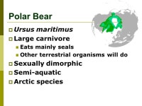 Biology 1229 Extinction II: The bad news. The four horsemen of the extinction crisis I: Habitat destruction  Spoon-billed... 