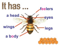 Oxford English 4A Module4 Unit2 a bee h feelers legs a body wings eyes a head h b w f e ltc. -  ppt download