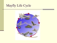With a special focus on Mayflies, Caddisflies, and Stoneflies Aquatic Entomology & Benthic Macroinvertebrates. -  ppt download