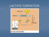 HYPERLACTATEMIA Renie Traiforos, R3 Lab rounds August 28, ppt download