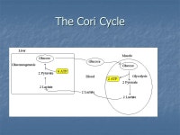 HYPERLACTATEMIA Renie Traiforos, R3 Lab rounds August 28, ppt download