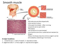 Muscle Tissue Mamoun Kremli Al-Maarefa College. Objectives Identify basic structure of Muscles Recognize types of muscular... 