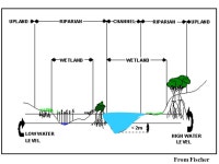 RIPARIAN ECOSYSTEM IMPORTANCE, THREATS, PROTECTION, ENHANCEMENT, RESTORATION, AND MANAGEMENT (also a little detention, retention... 