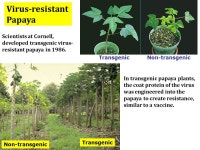 Plant Biotechnology Humans have been improving crop plants through selective breeding for a long time Plant biotechnology allows... 