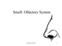 Anthony J Greene1 Smell: Olfactory System. Anthony J Greene2 Olfactory Senses Taste and smell go hand-in-hand Plugging your nose... 