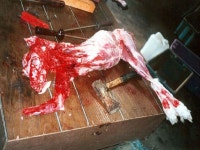 Animal Cruelty By Cindy Chang 6A (4) Criselda Lesigues 6A (13) -  ppt download