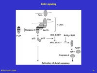 BC212/week7/20031 BC212 Signal transduction & growth control Death receptor signaling. -  ppt download