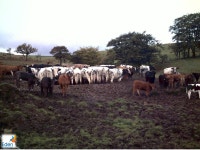 Newcastle University The River Eden as an example of a UK National Demonstration Test Catchment Benskin, CMcWH., Bellaby, D.... 