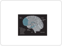 Chapter 12 - Stimulants. History of Cocaine Shrubby plant-Erythroxylon coca-Andes Mountains Evidence of use in 6 th century;... 