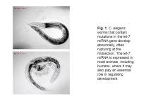 Nature Reviews Genetics 5; 631(2004); doi: /nrg1415 MicroRNAs: small RNAs with a big role in gene regulation. -  ppt download